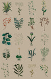 herbarium kraft desktop format standard l.180 x h 280 cm