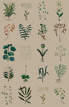 herbarium kraft mobile format standard l.180 x h 280 cm